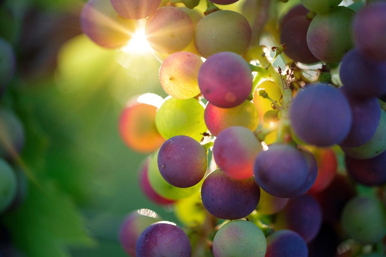 Bru no grapes 3550733 1280