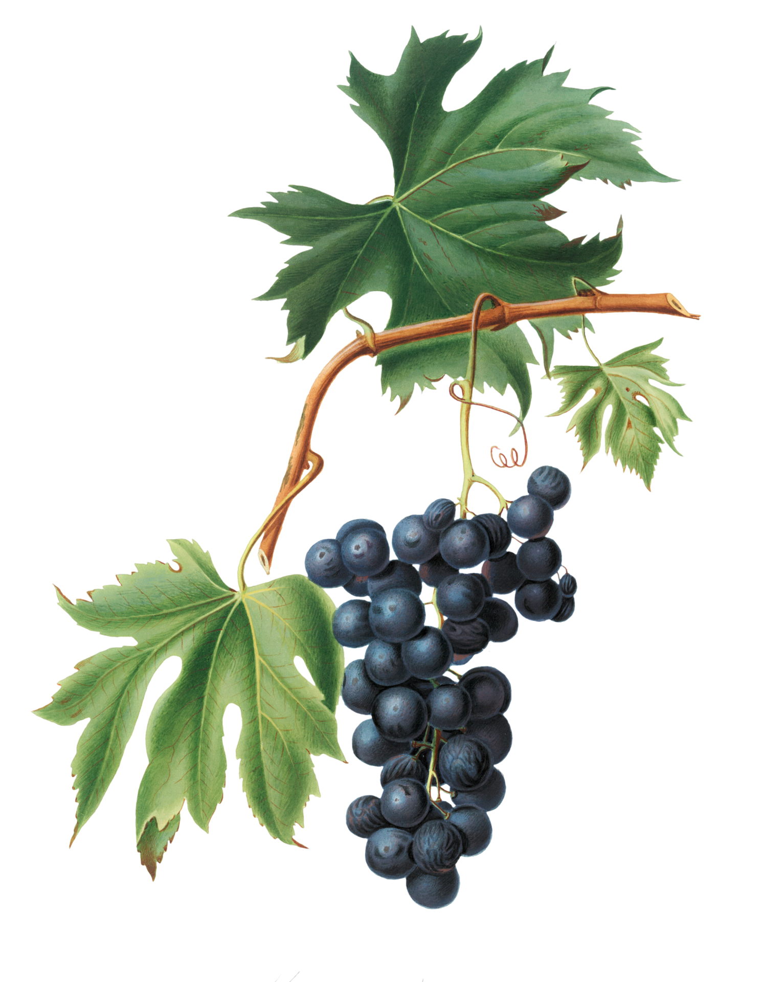 Vizetelly grapes 6254445